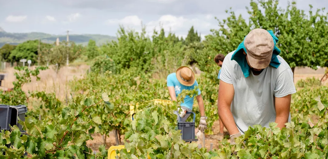 grape harvest