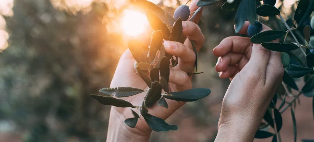 female hands reach towards branches of olive tree