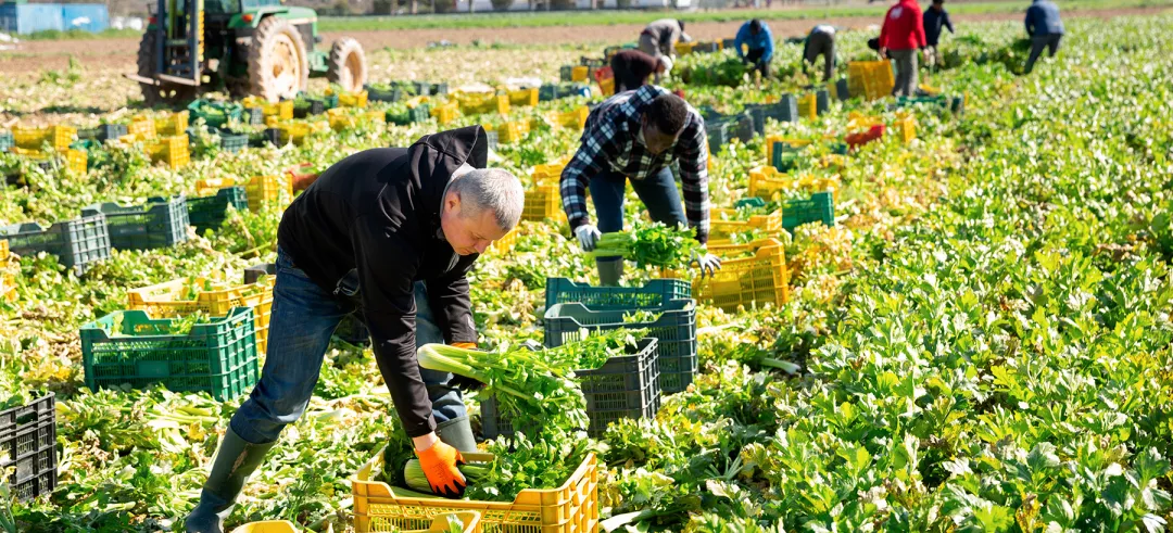 Group of men gardeners picking harvest of fresh celery to crates