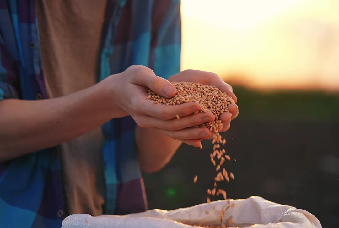 Hands holding grains