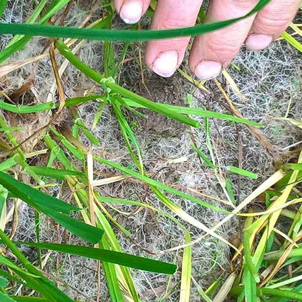 a person's hand touching grass