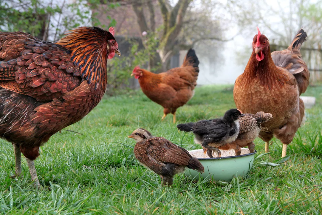 Mother hens with chickens in the spring garden while feeding