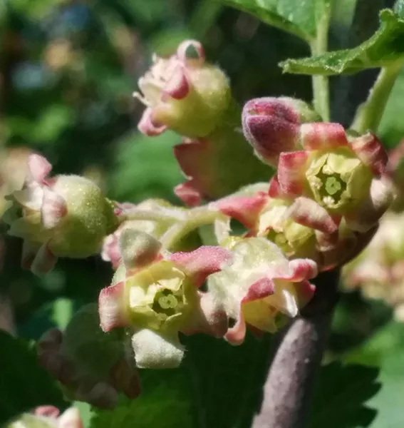 blackcurrant plant