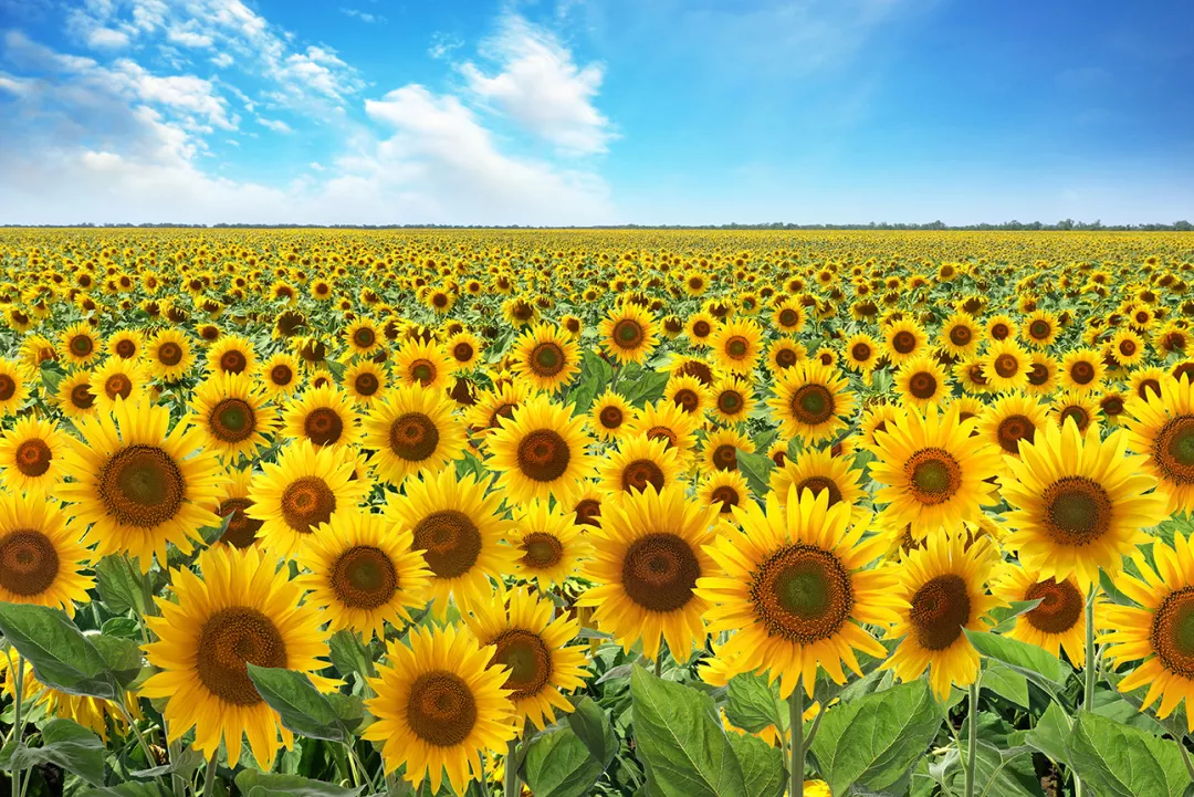 Beautiful sunflower field under blue sky with clouds