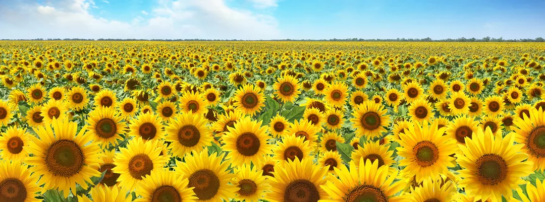 Beautiful sunflower field under blue sky with clouds