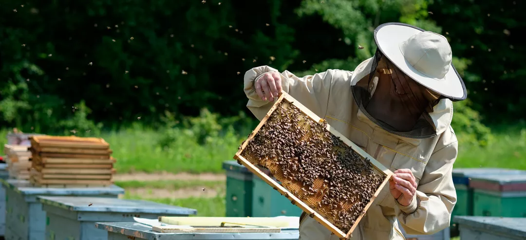 Beekeeper on apiary