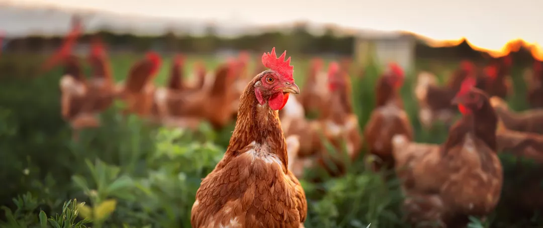 happy free range chicken in the meadow