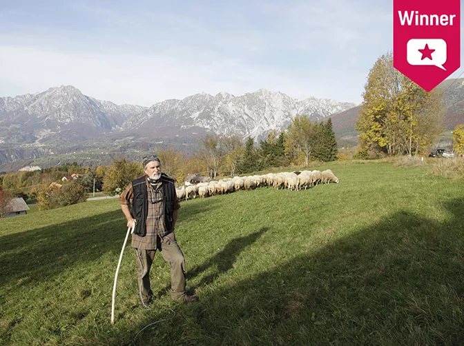 Sheeps in the moutains