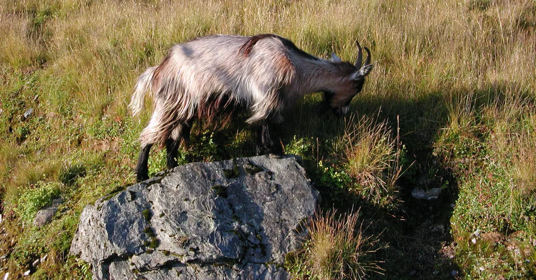 Transhumance goat