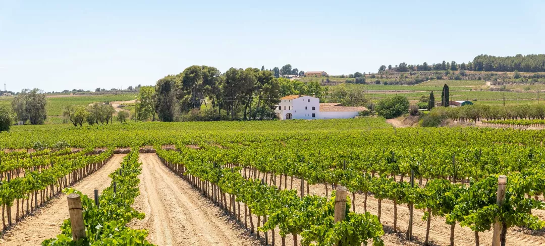 Vineyards in Penedes wine country