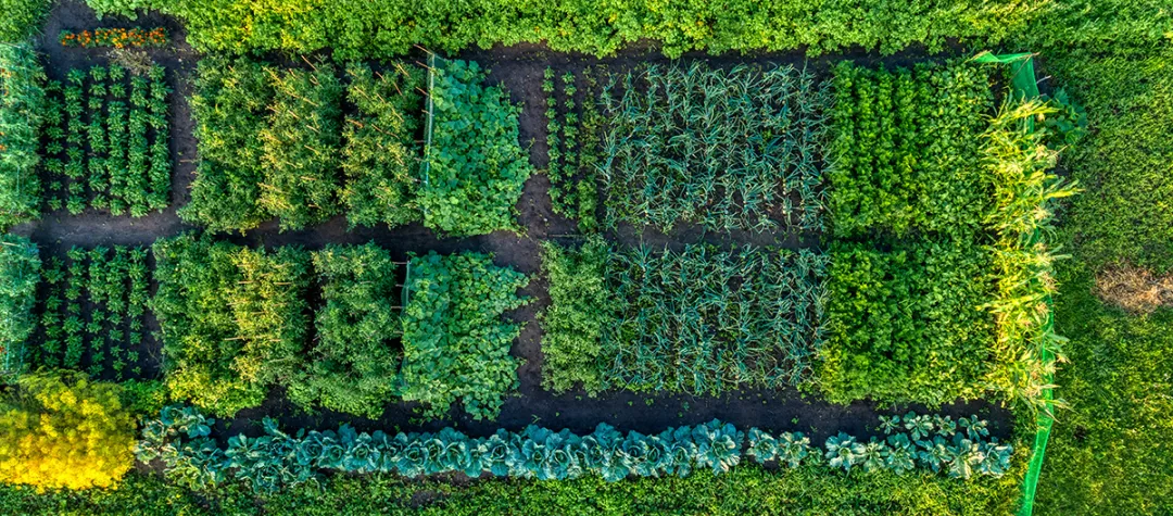 Aerial view of a small farm field
