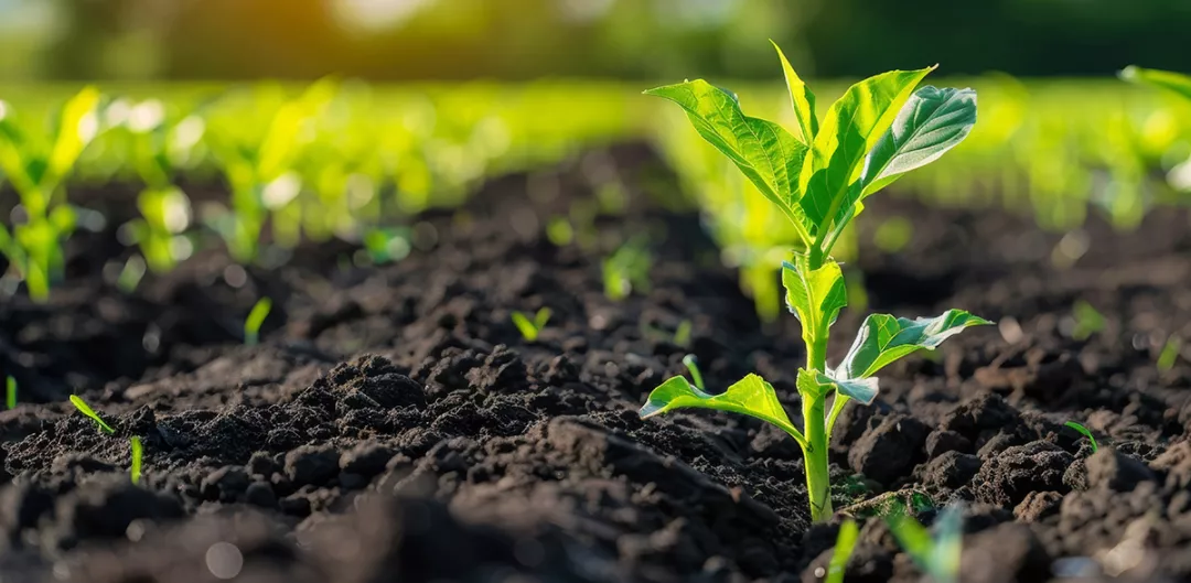 a green plant growing out of the ground