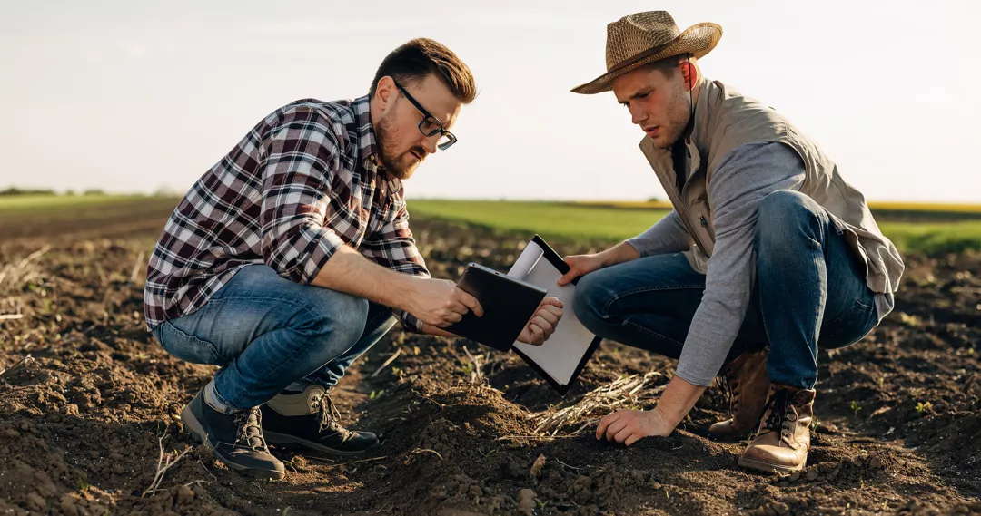 Two farmers are taking a sample of soil from the field to check it's fertility.