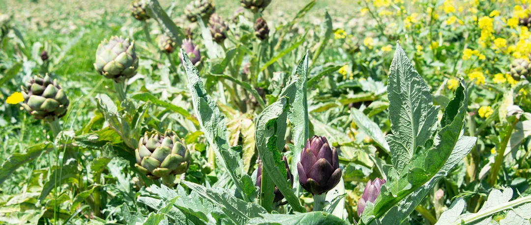 Field of Sardinian spiny artichokes