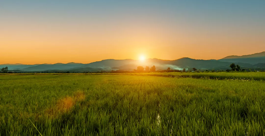 Sunset over a rice field