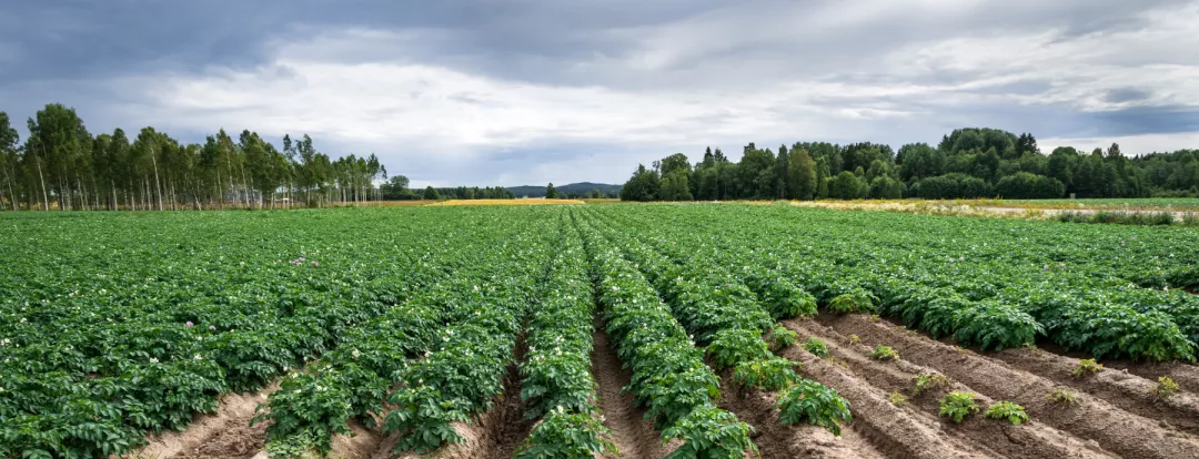 Large potato field with plants in nice straight rows