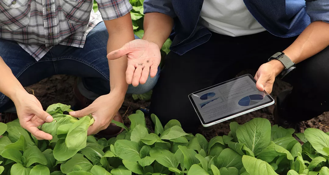 people holding a tablet and analyzing plants in the fields