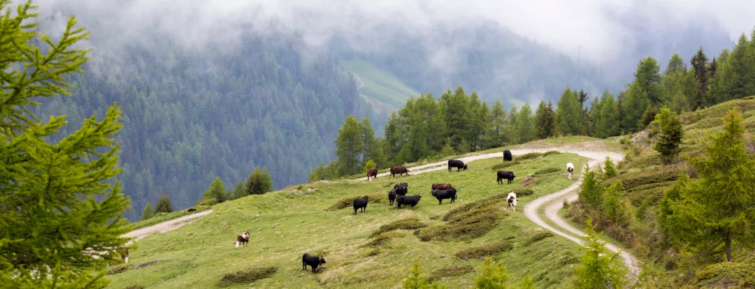 View of cows in mountain