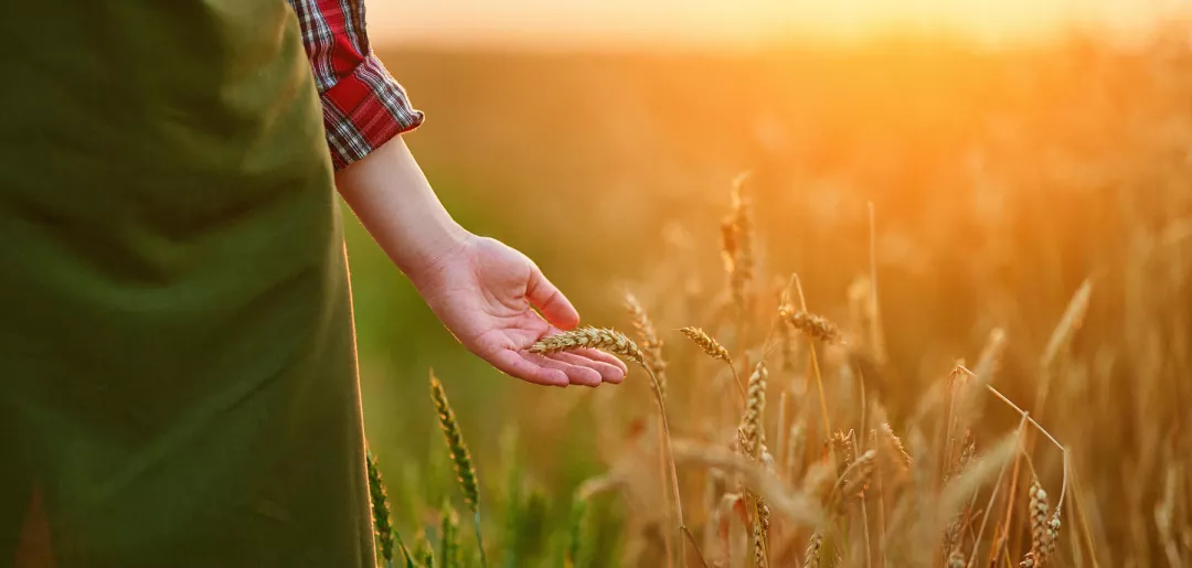 Woman farmer walks through a yellow field of ripe wheat and touches the golden spikelets with her hand at sunset.