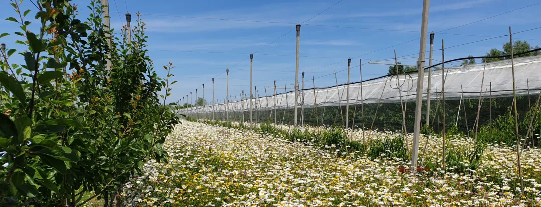 Flower strip on farm, in bloom