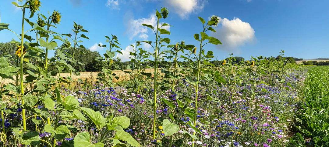 landscape with flowers