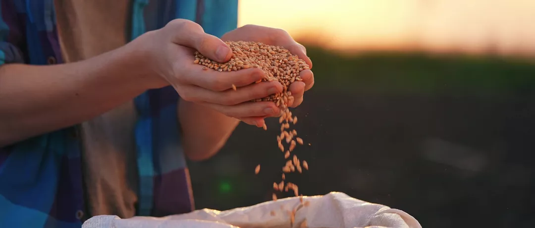farmer hands holding grain
