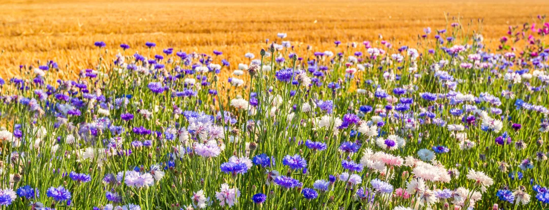 Colorful field margin on the edge of a stubble field