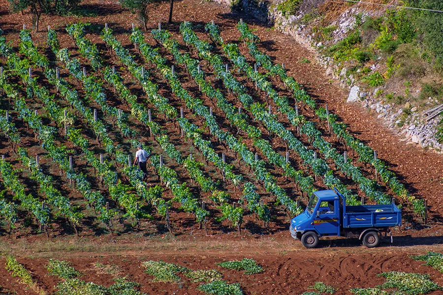 Grape field or vineyard with farmer, aerial view