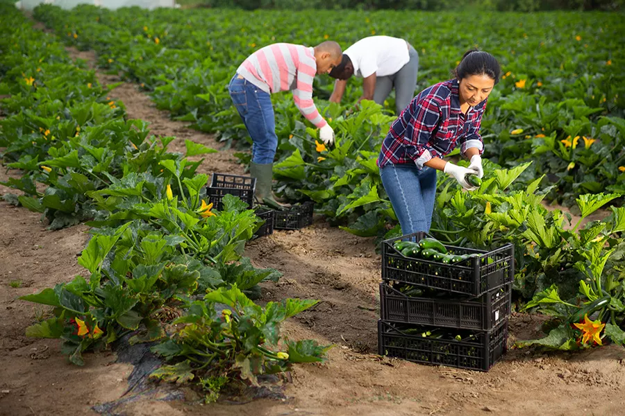 Group of farmers working on harvesting produce