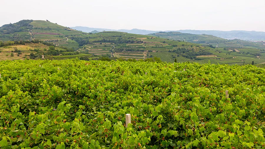panoramic view of the Soave hills