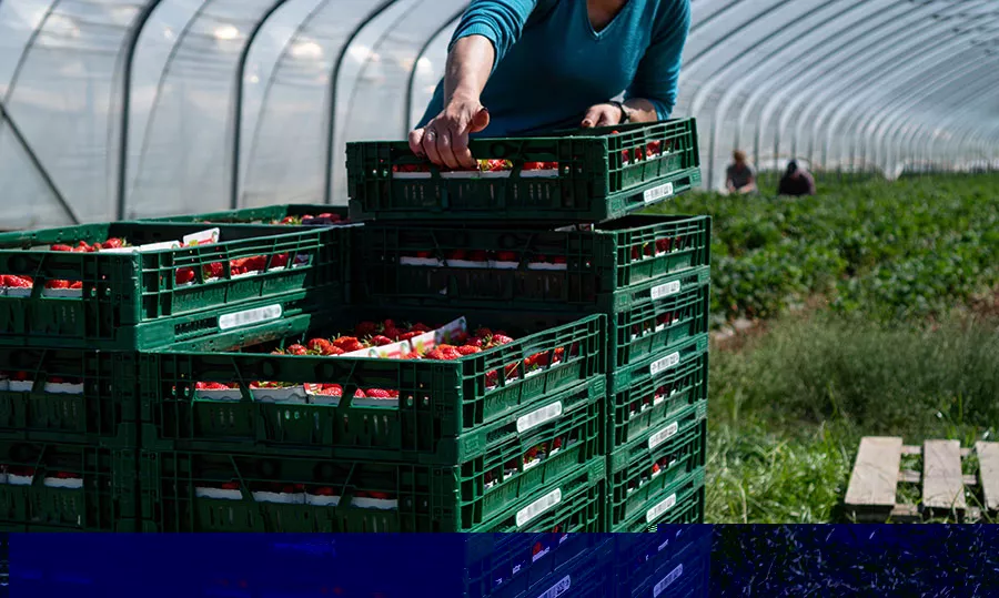 A woman picks strawberries in the greenhouse during the berry season harvest.