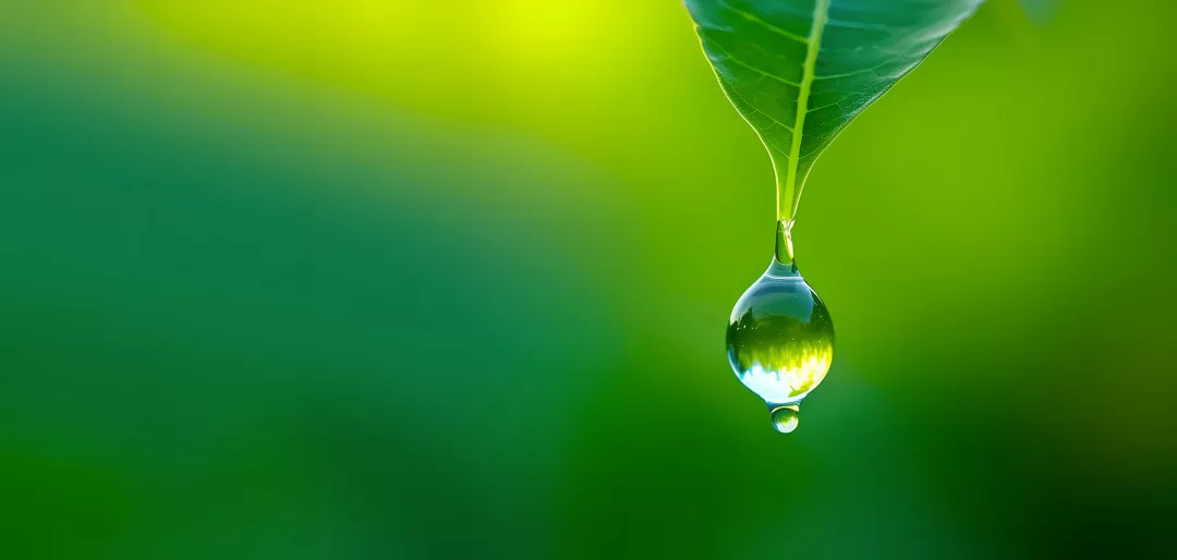 Close-up of water droplet on leaf, on a green background.