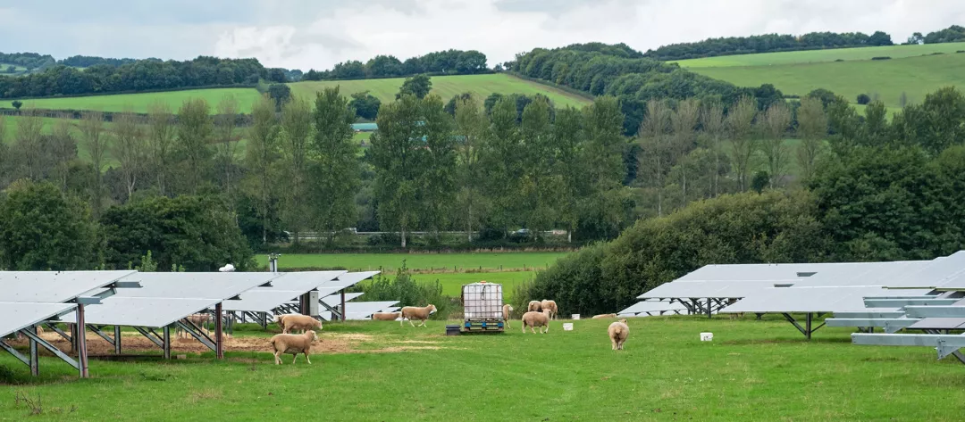 Example of UK agricultural diversity, with sheep grazing land supporting arrays of solar panels