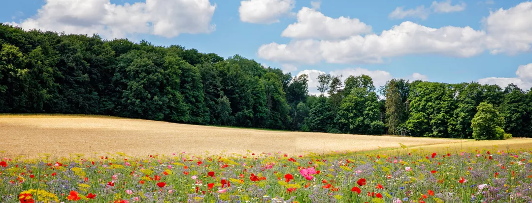 Beautiful view with sky and path, trees and wildflower meadow