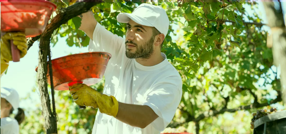 Young farmer picking up grapes during harvest