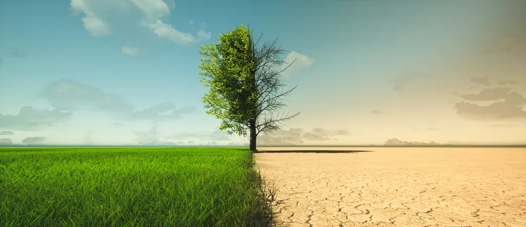 A tree half green half dried from drought