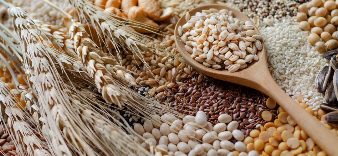 Closed up dry organic wheat seeds in wooden spoon