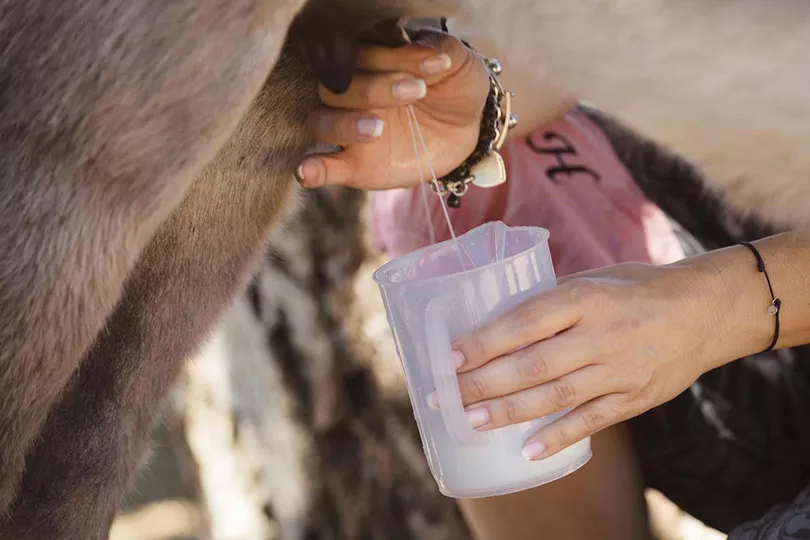 farmer milking donkey