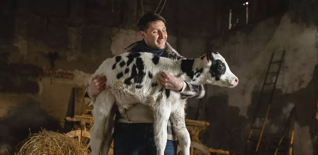 Farmer proudly holding a newborn calf