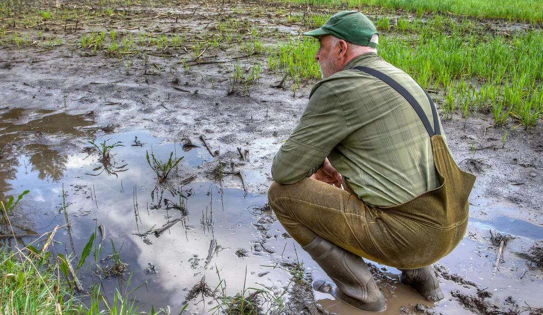 Farmer surveying flooded field
