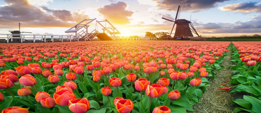 A field of tulips with a windmill in the background