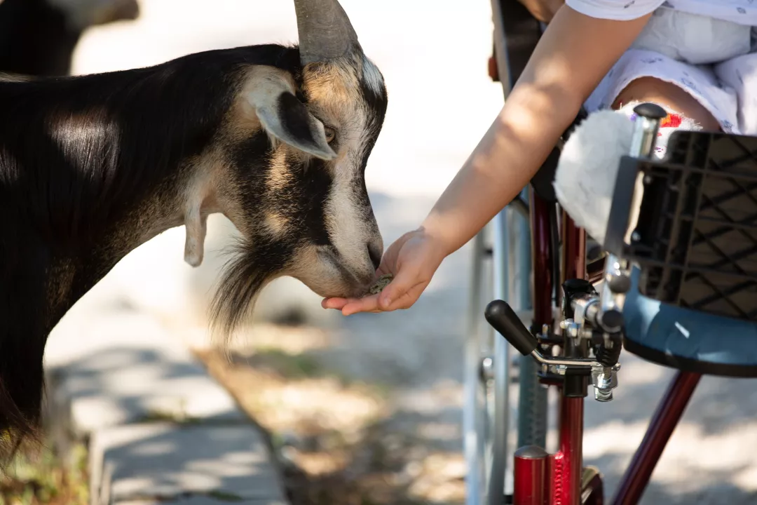 Goat being fed