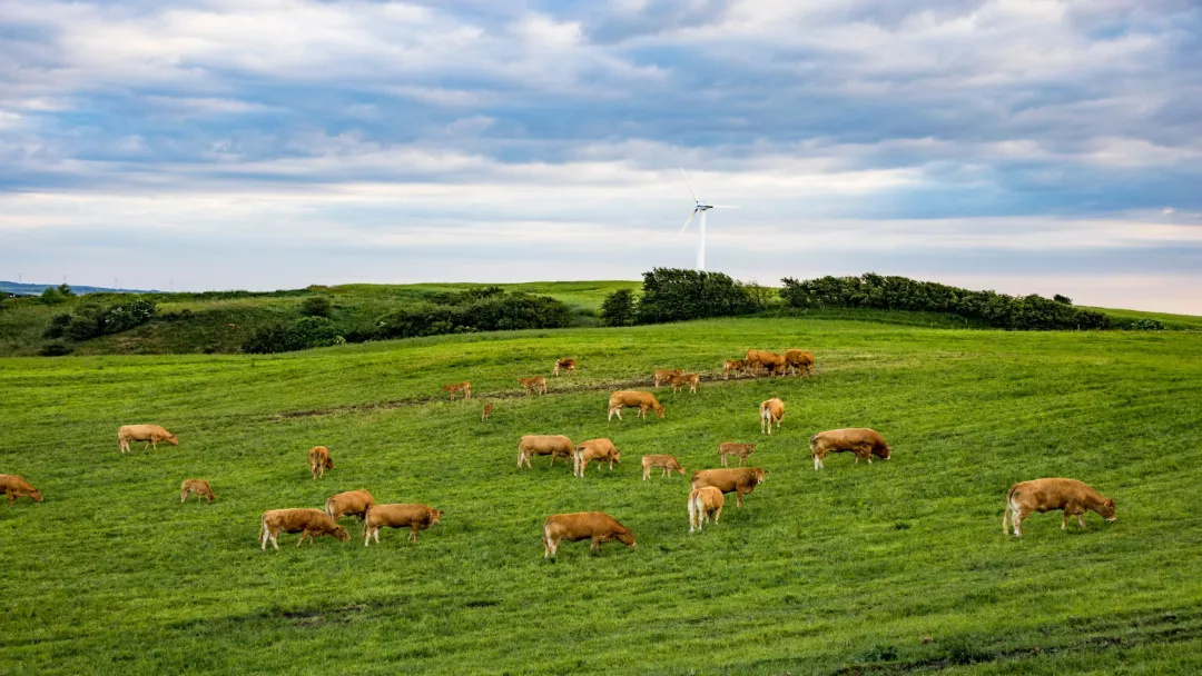 A herd of cattle grazing on a lush green hillside