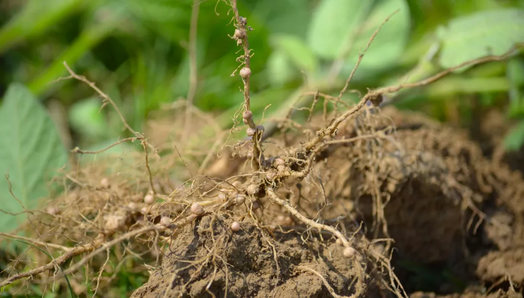 Image of a root in the field