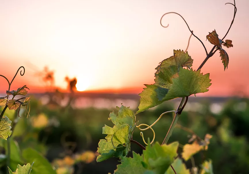 vineyards and a vine at sunset