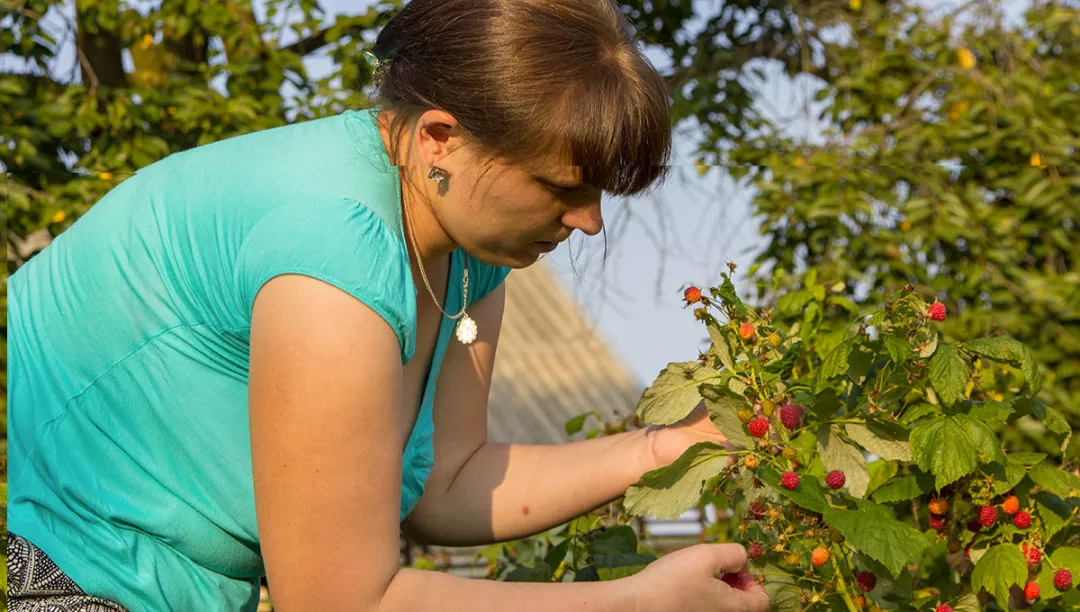 woman picking raspberries in the summer