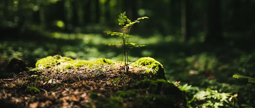 Young rowan tree seedling grow from old stump in Poland forest.