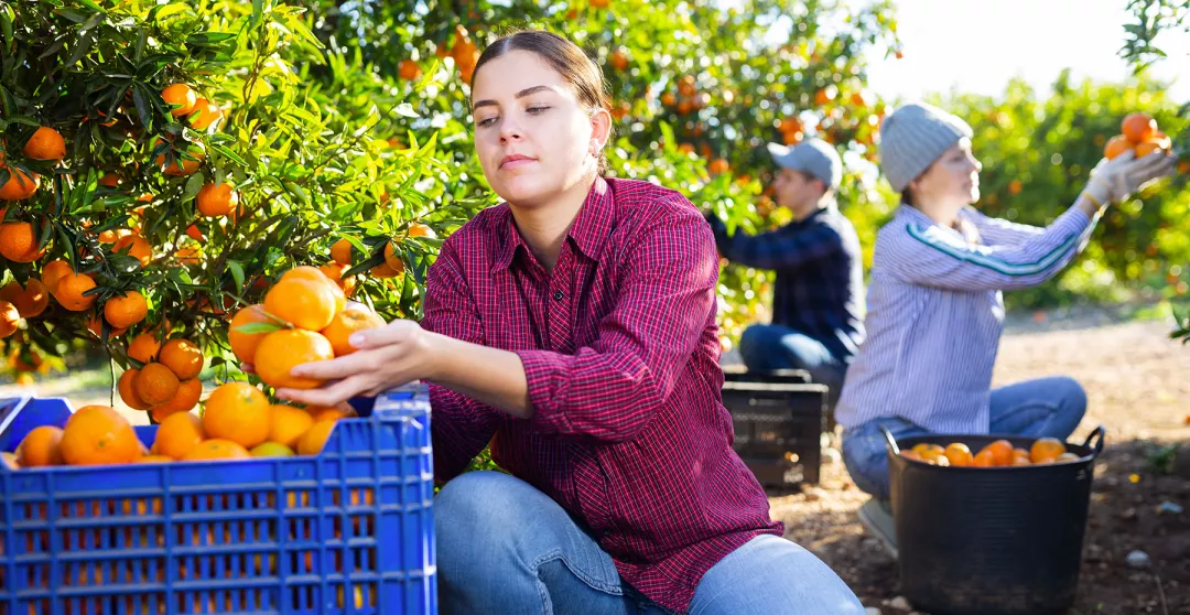 young woman farmer employee in plaid shirt harvesting fresh tangerines