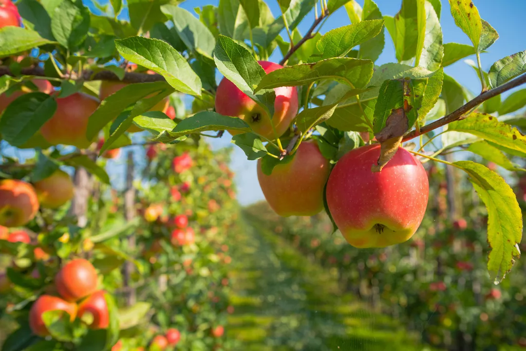 apple orchard before harvesting