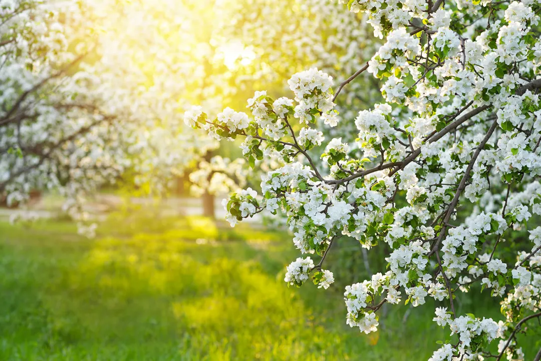 blossoming apple tree